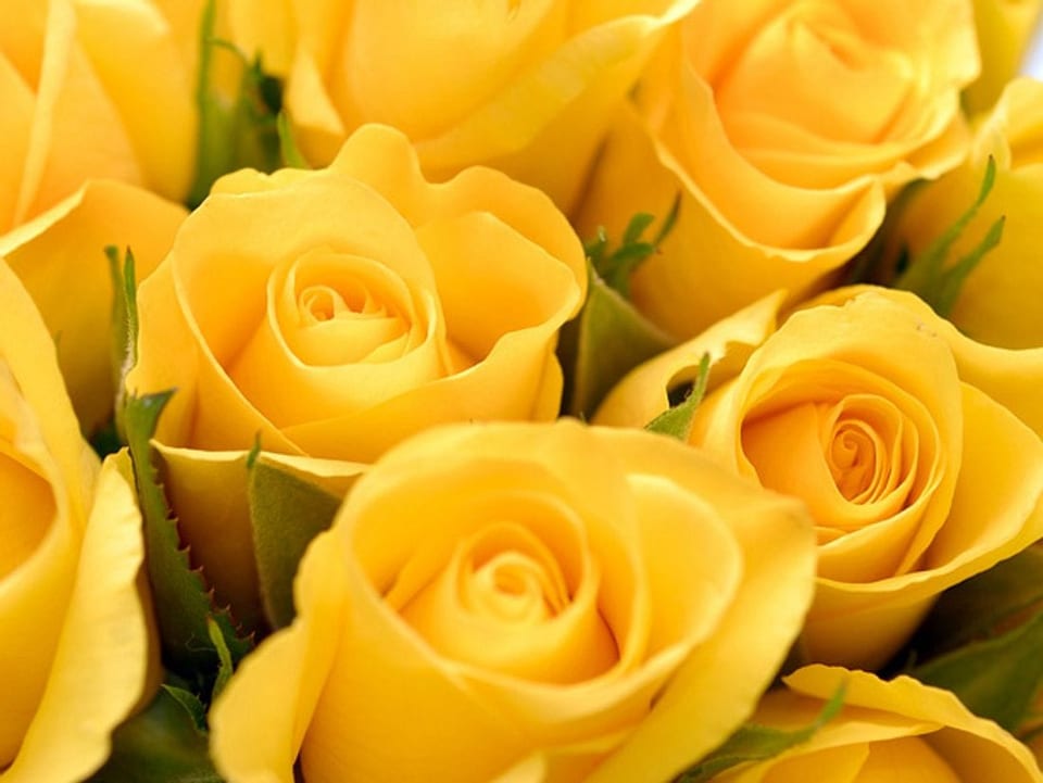 Nahaufnahme eines Straußes gelber Rosen in voller Blüte mit grünen Blättern
